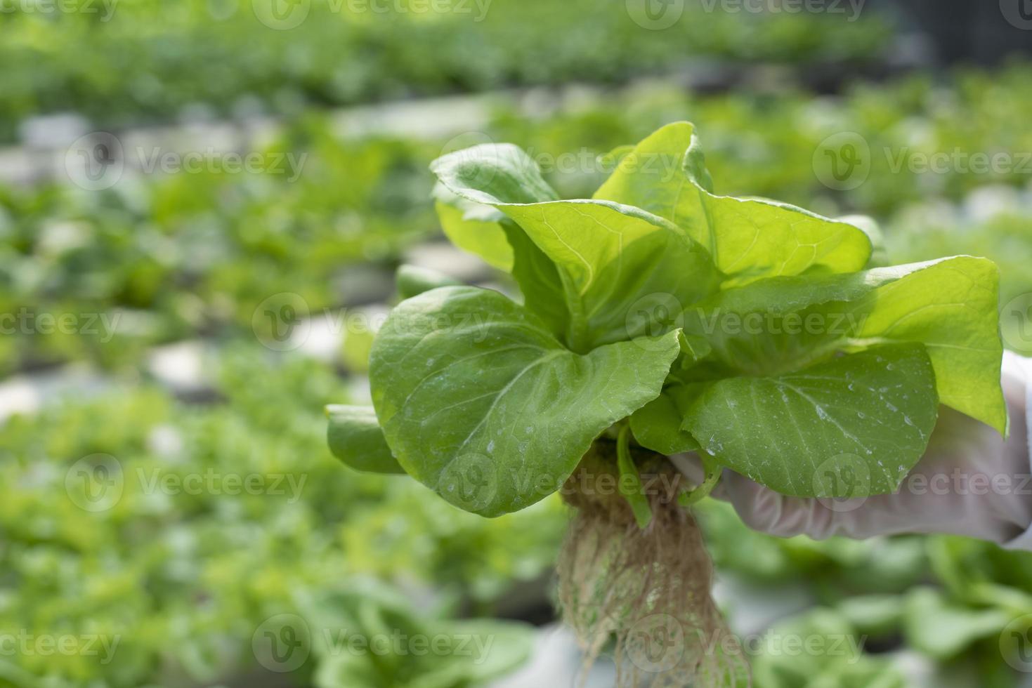 en team av vetenskapsmän analyser växter på vegetabiliska brickor. hydroponik bearbeta i de laboratorium jordbruks ingenjörer testa växt hälsa i industriell växthus.den kvinna är varelse undersökt i detalj. foto