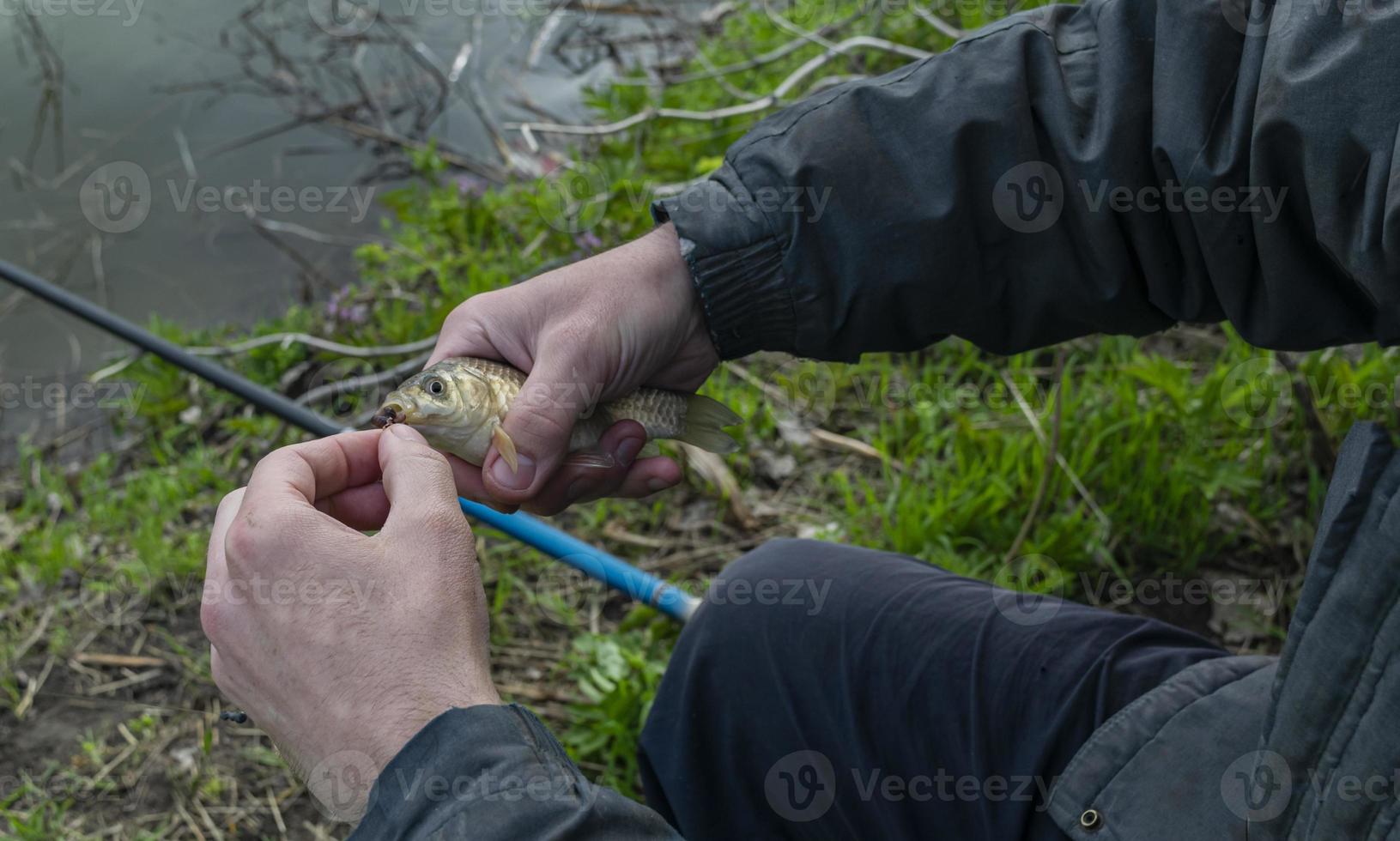 fisk, ruda karp, i de fiskares hand.fisk fångad i de flod. foto
