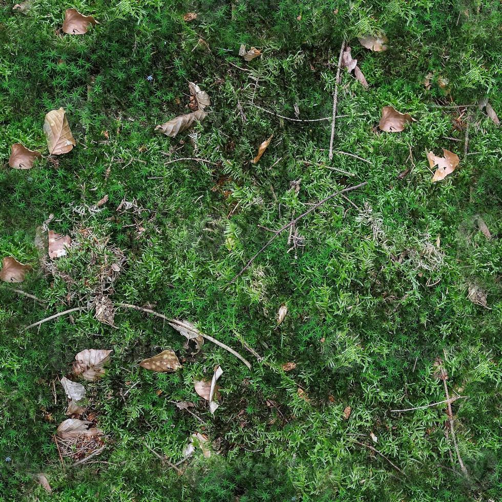 hög upplösning sömlös textur av en skog jord med mossa och nötter. foto