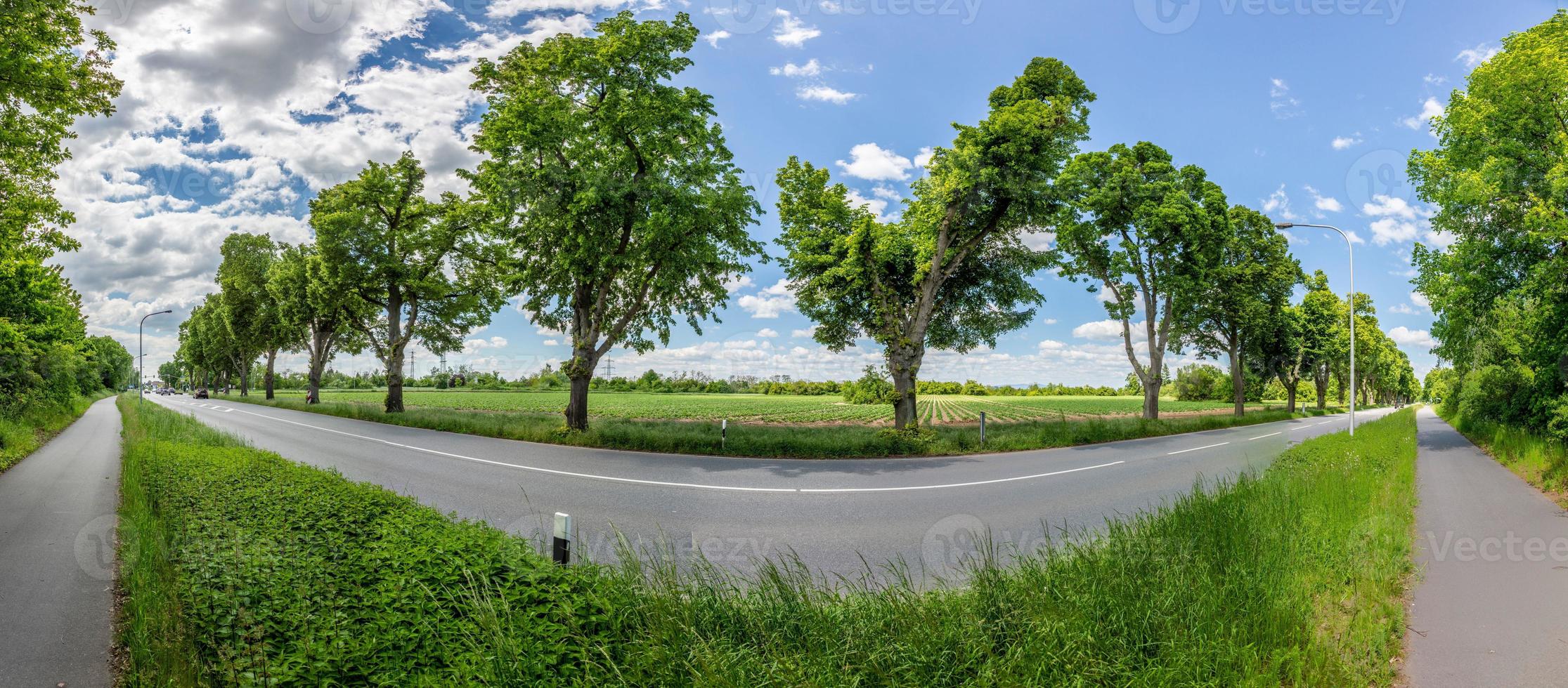 panorama- bild av aveny träd längs en statlig motorväg i Tyskland under dagtid foto