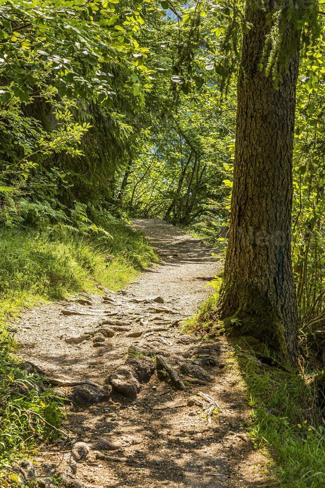 vandring väg i skog nära weissensee i österrike under dagtid i sommar foto