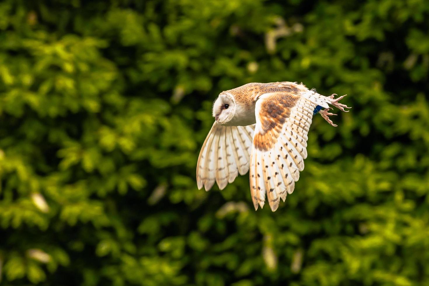 Uggla fågel på en medeltida rättvis på de episk medeltida slott av arundel, england. foto