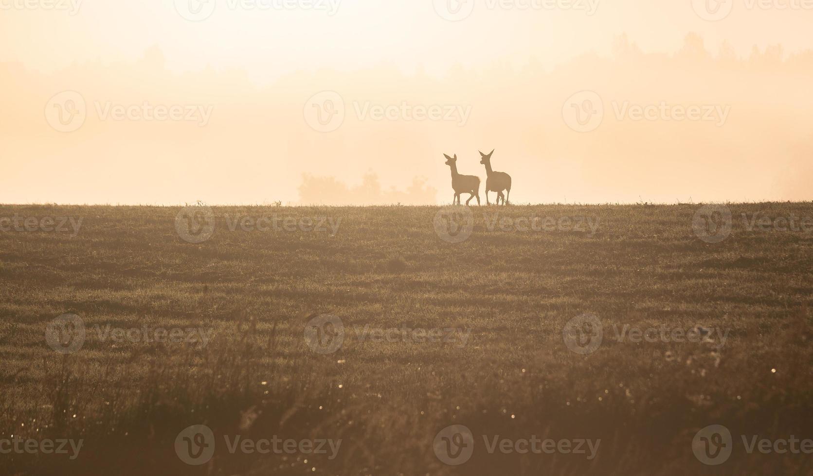 lettiska sommar landskap foto