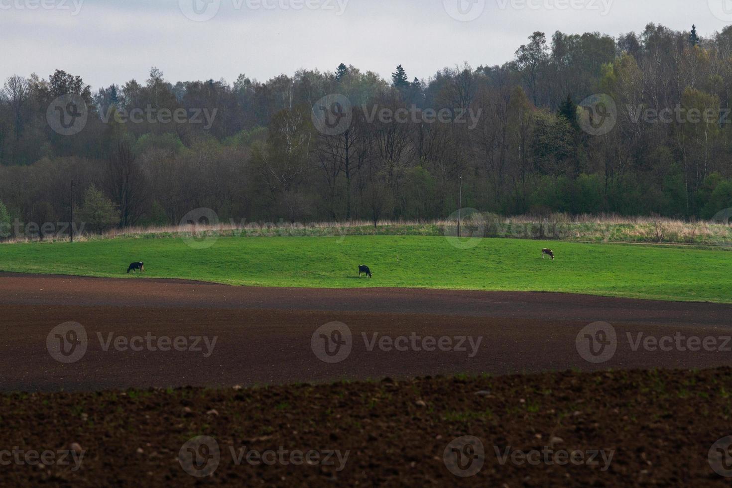 lettiska springtime landskap foto