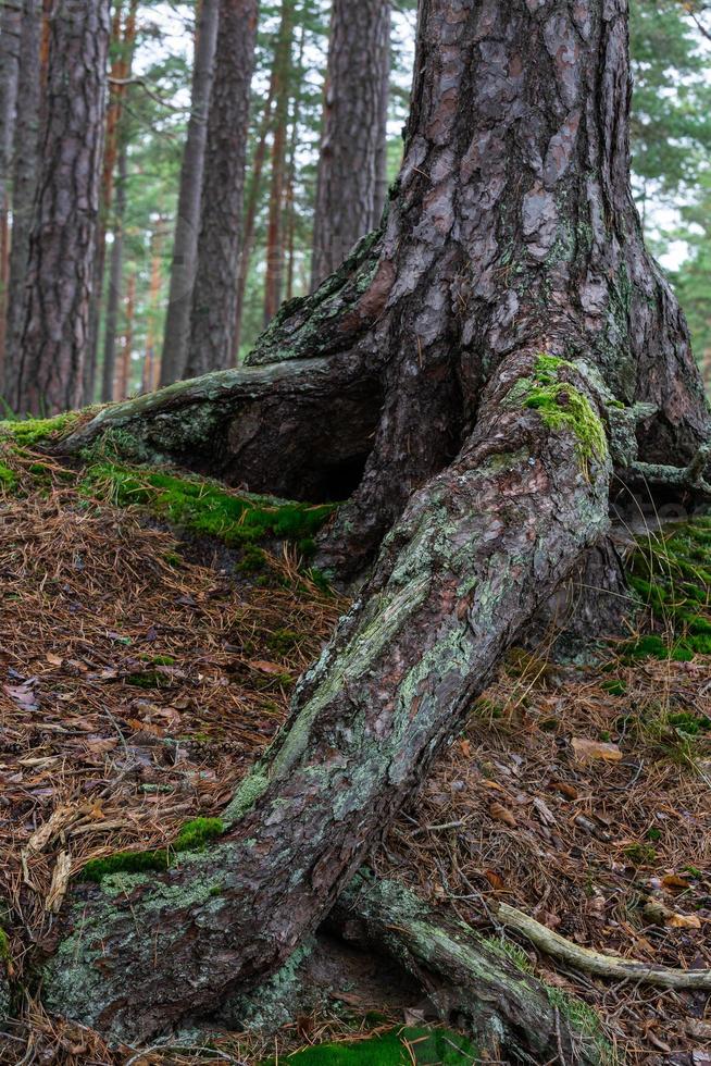 grön barr- skogar foto