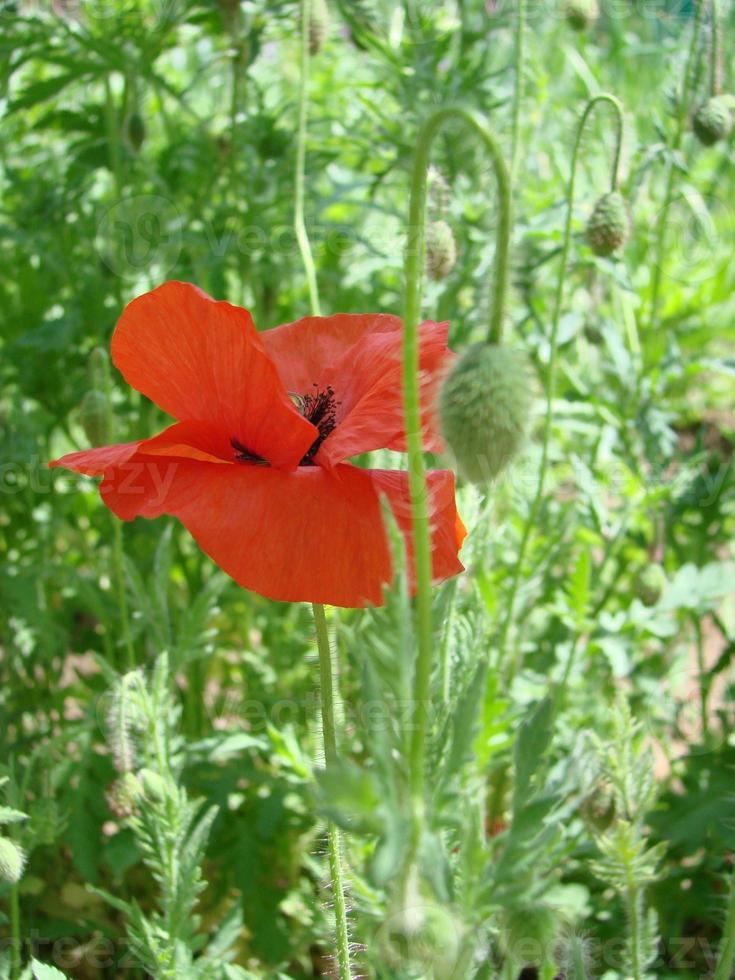 röd vallmo blommor med en bi och vete fält på de bakgrund. allmänning vallmo papaver rhoeas foto