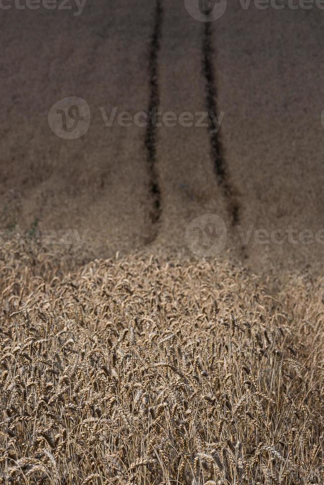 lettiska sommar landskap med moln foto