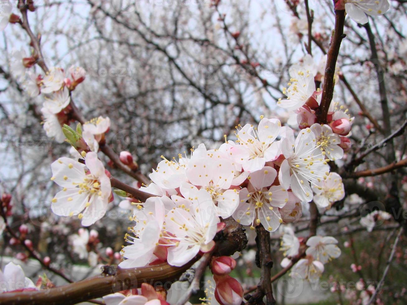 vår blomma bakgrund med aprikos. skön natur scen med blommande träd och blå himmel foto