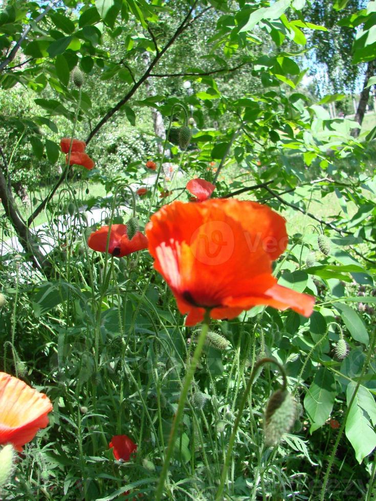 röd vallmo blommor med en bi och vete fält på de bakgrund. allmänning vallmo papaver rhoeas foto