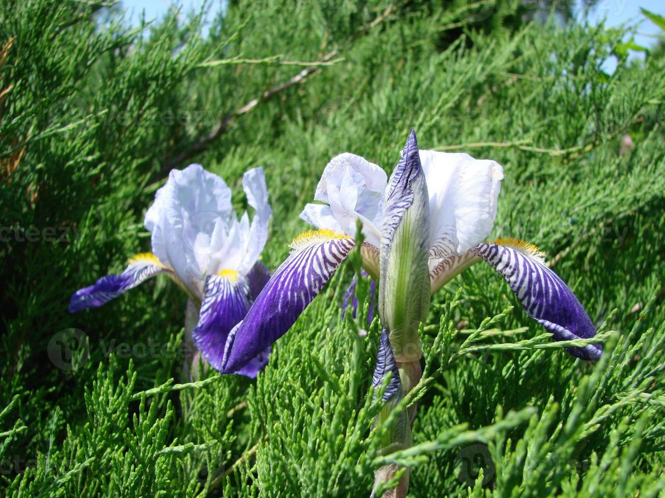 iris germanica. närbild av blomma skäggig iris i trädgård. en växt med imponerande blommor, trädgård dekoration. foto