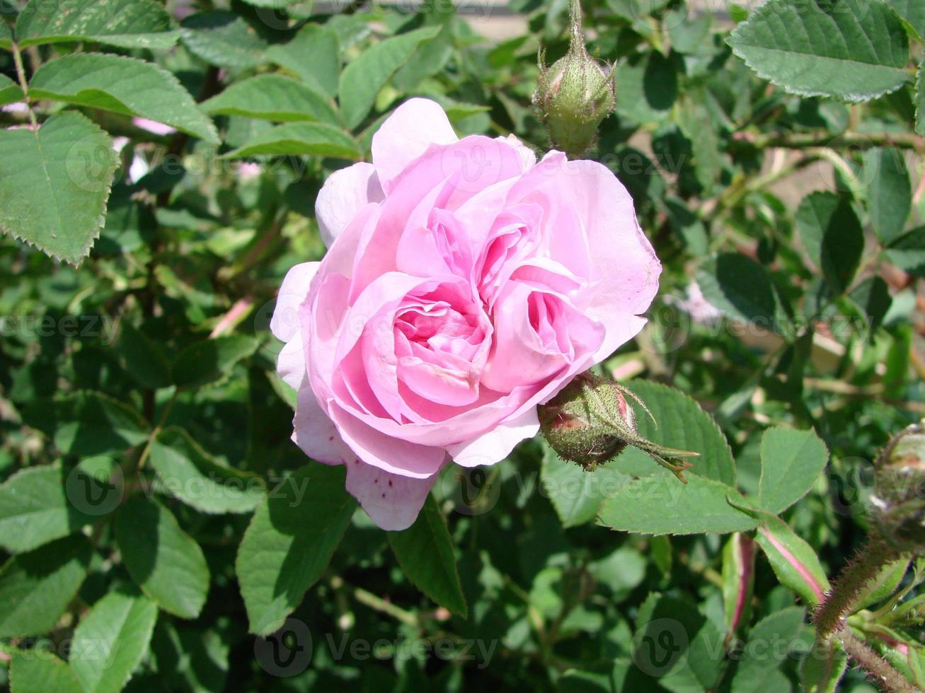 röd ro bakgrund. textur av röd blommor. topp se på röd rosor. närbild, beskurna skott. naturens skönhet. foto