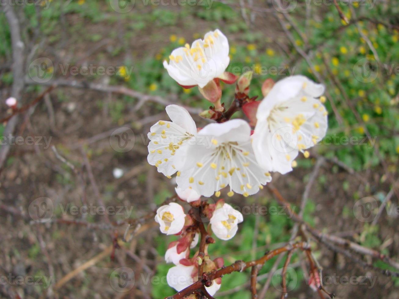 vår blomma bakgrund med aprikos. skön natur scen med blommande träd och blå himmel foto