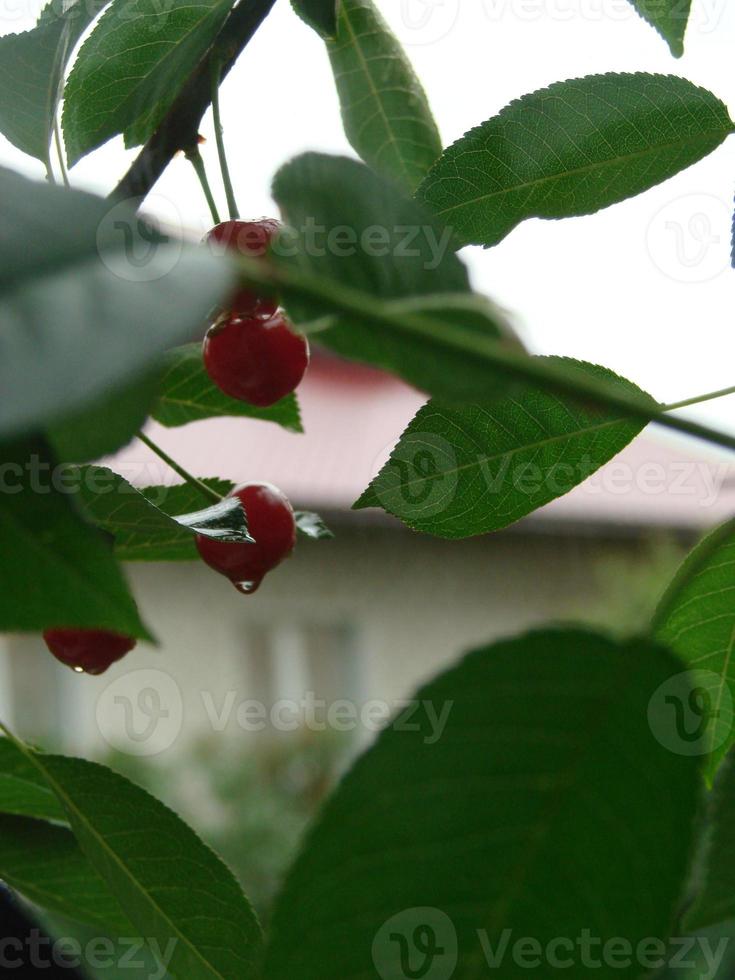 mogen körsbär hängande från en körsbär träd gren. vatten droppar på frukter, körsbär fruktträdgård efter regn foto