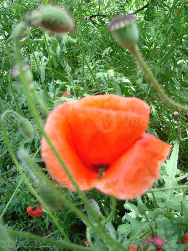 röd vallmo blommor med en bi och vete fält på de bakgrund. allmänning vallmo papaver rhoeas foto