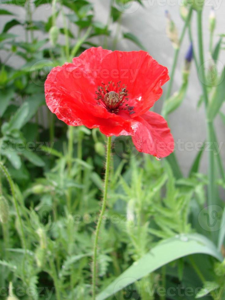 röd vallmo blommor med en bi och vete fält på de bakgrund. allmänning vallmo papaver rhoeas foto