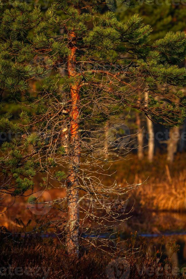 träsk sjö i springtime foto