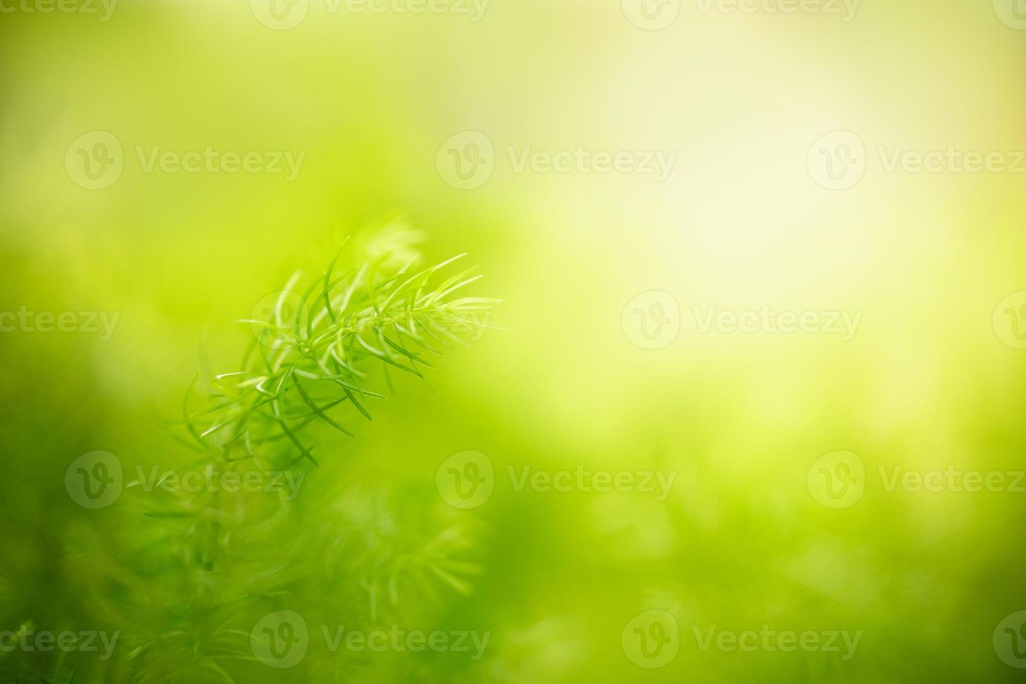 närbild av vacker naturvy gröna blad på suddig grön bakgrund i trädgården med kopia utrymme som använder som bakgrund försättsblad koncept. foto