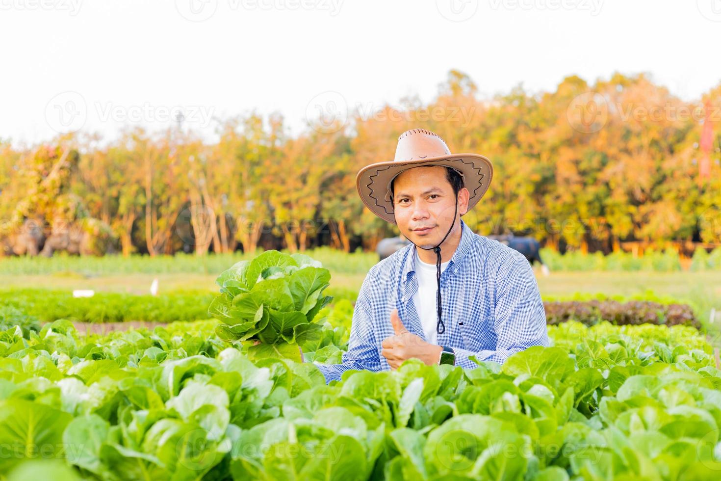 manlig bonde som plockar romaine grönsaker på kvällen foto