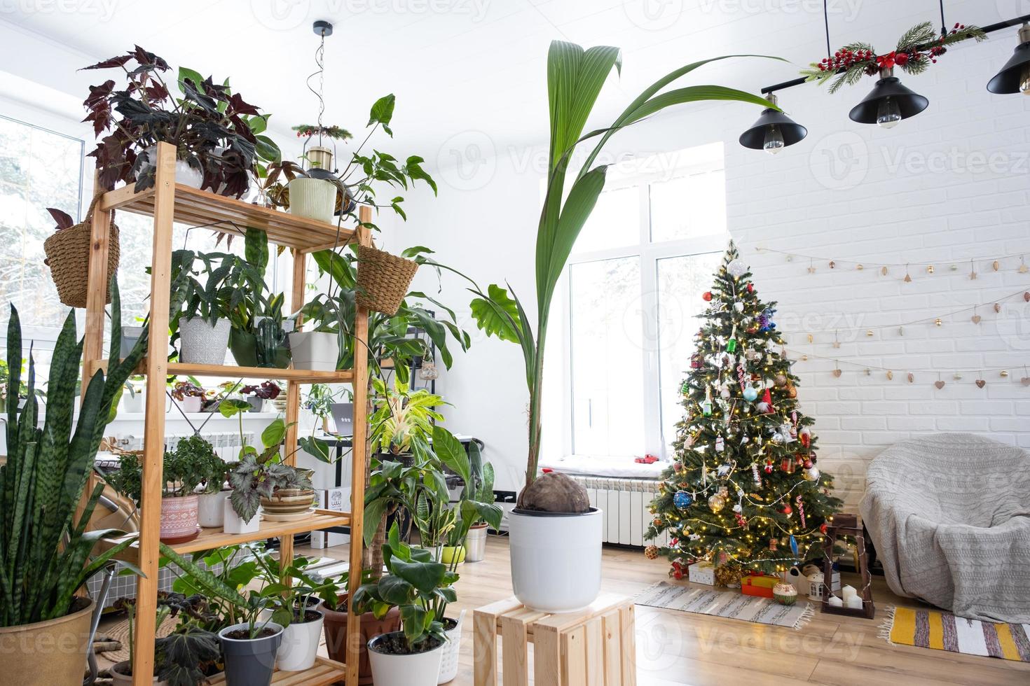 kokos handflatan i en pott på Hem som en gåva för jul och ny år. grön hus, vård och odling av tropisk växter foto