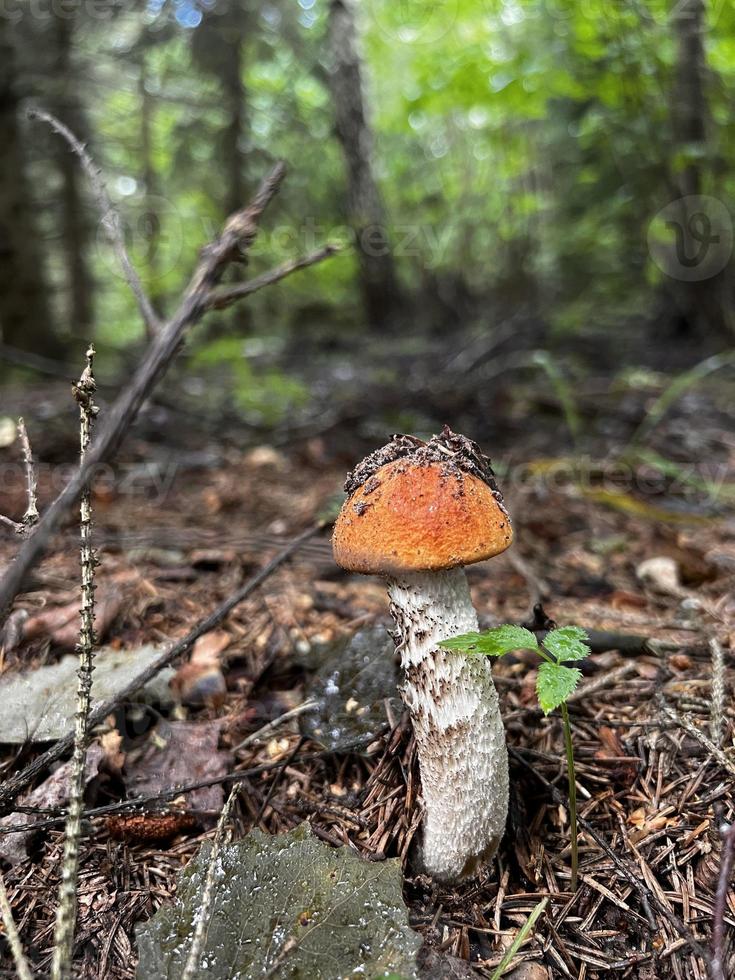 svamp i skog fotografi, natur Foto, svamp växande, skön jpg fil, i till de trän foto