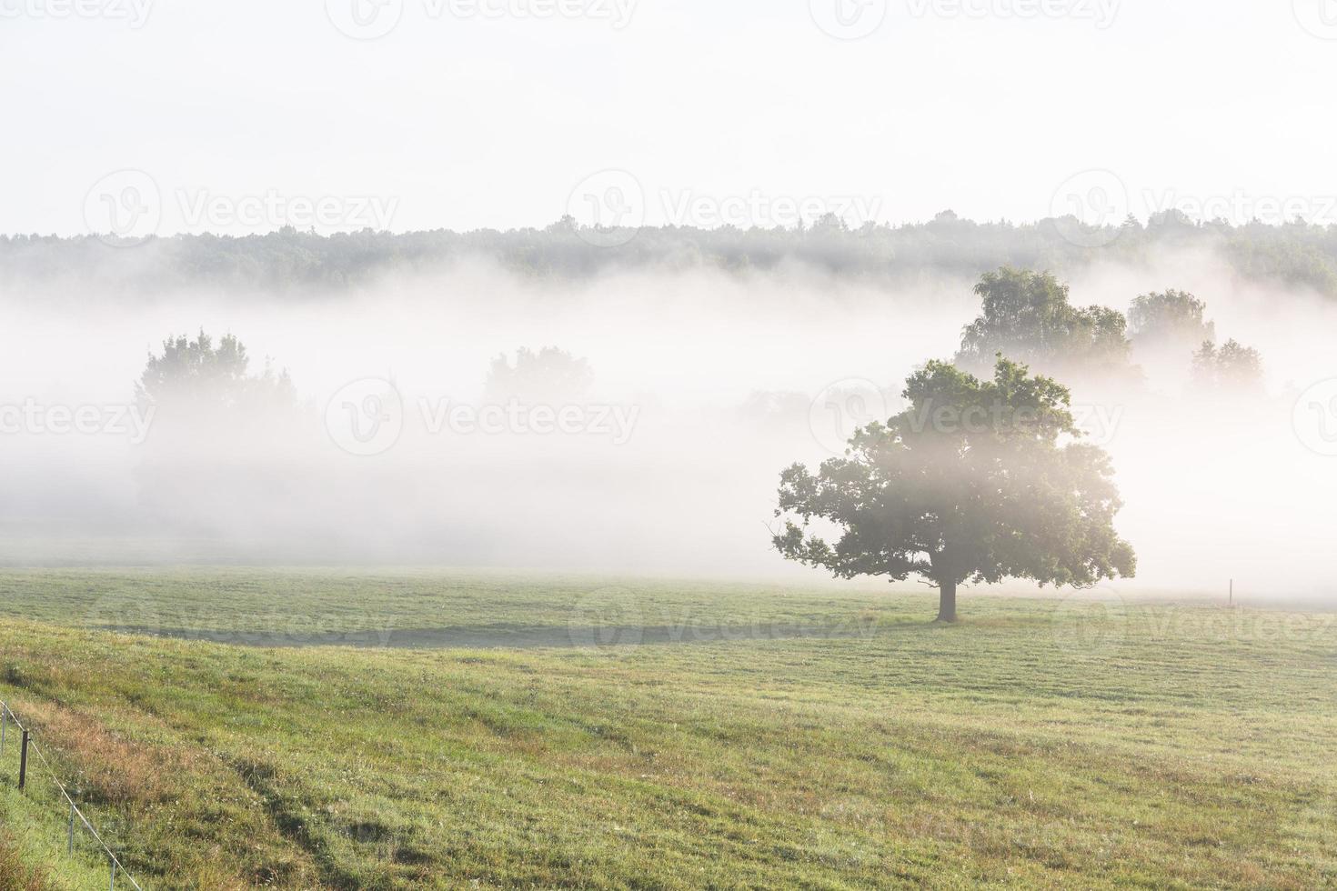 lettiska sommar landskap foto