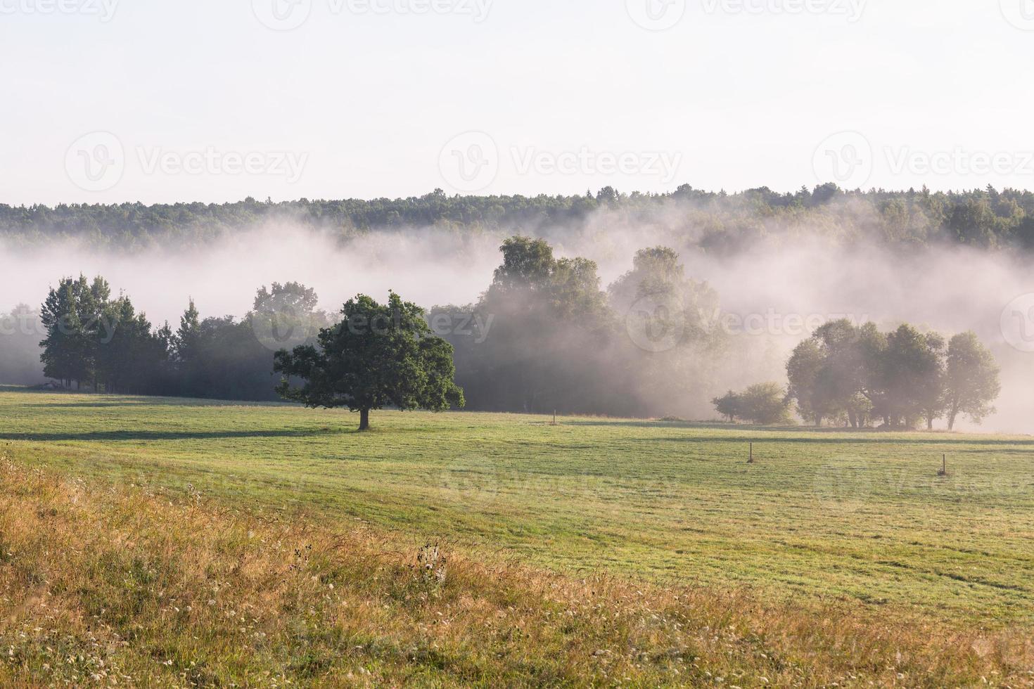 lettiska sommar landskap foto