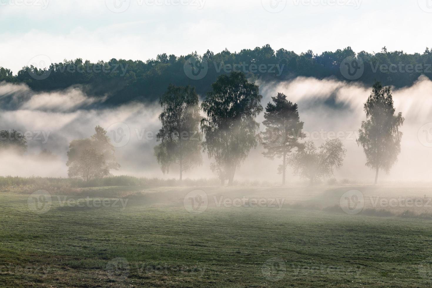 lettiska sommar landskap foto