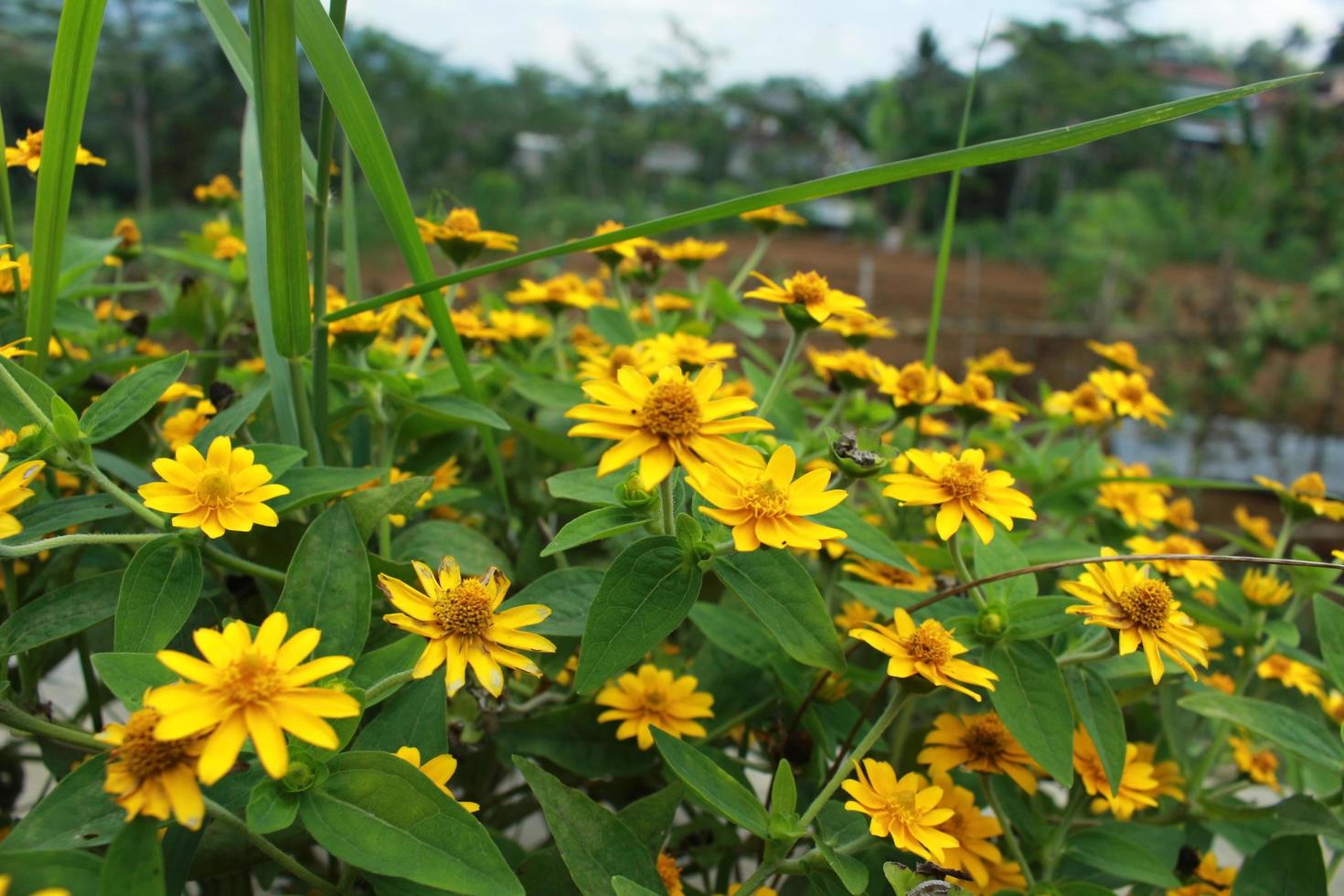skönhet vår blomma melampodium divaricatum eller gul Smör daisy2, grön löv i de trädgård foto
