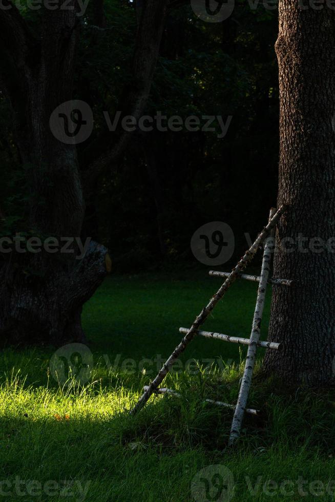 träd trunkar i skog foto