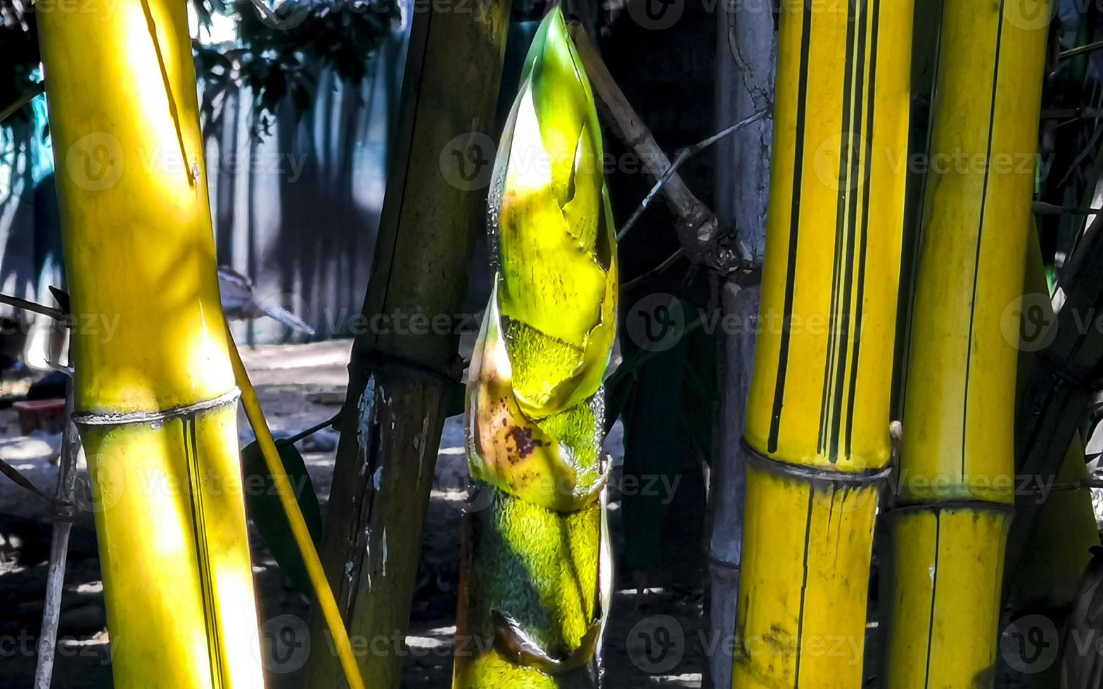 grön gul bambu träd tropisk natur i puerto escondido Mexiko. foto