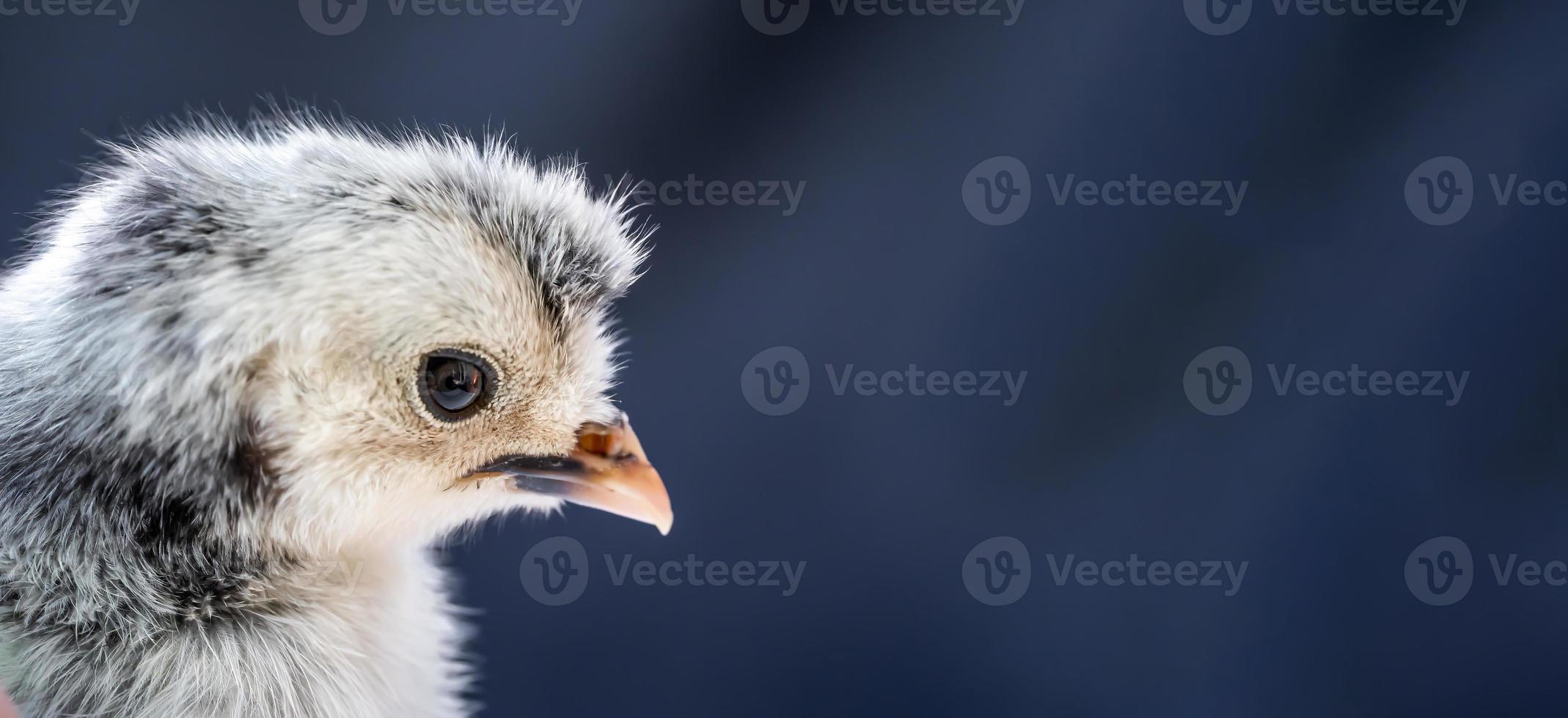 närbild makrofotografering baby vit appenzeller chick på mörkblå bakgrund. foto