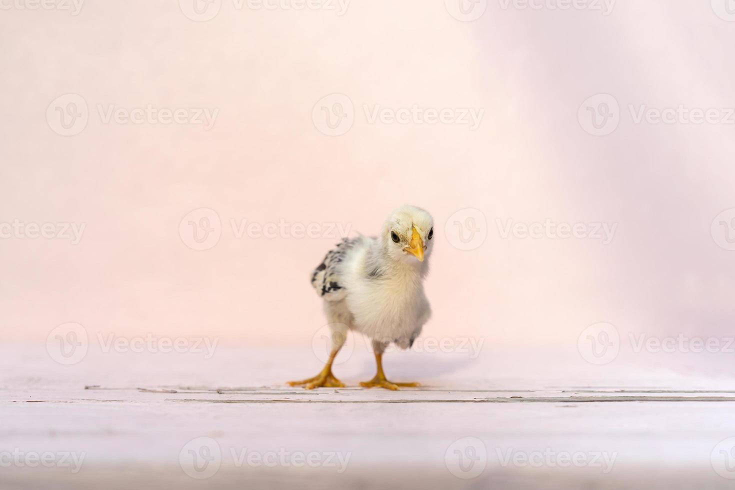 stänga upp full kropp bebis isolerat hamburg brud stående på rosa pastell Färg tabell och vägg i på utomhus- solljus. den är erkänd i Tyskland och holland foto