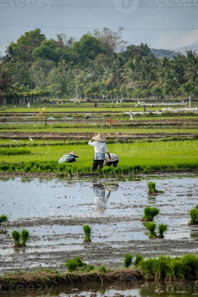 kvinnor jordbrukare plantering ris, aceh provins, indonesien foto