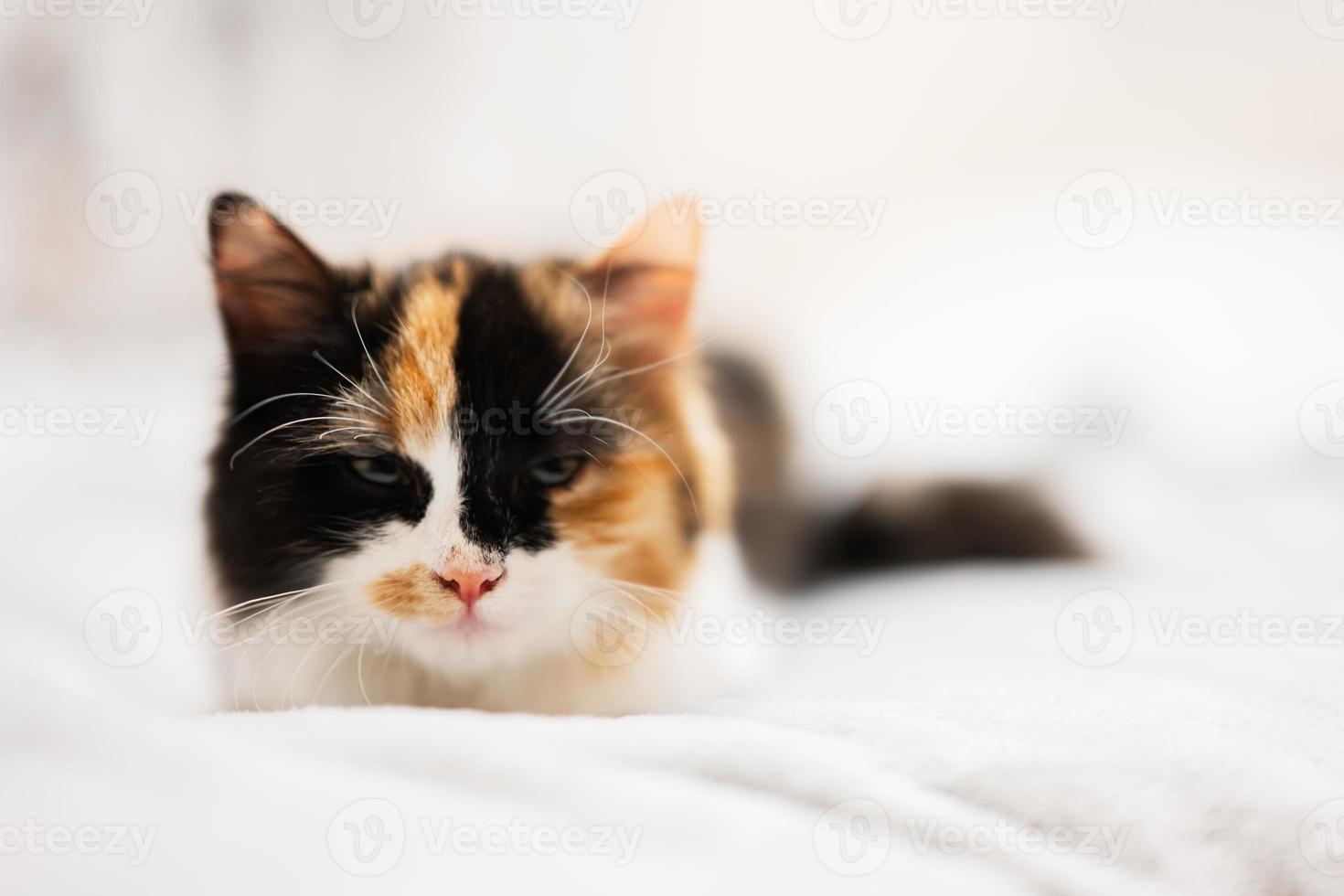 tre färger brun svart vit pott katt på säng. foto