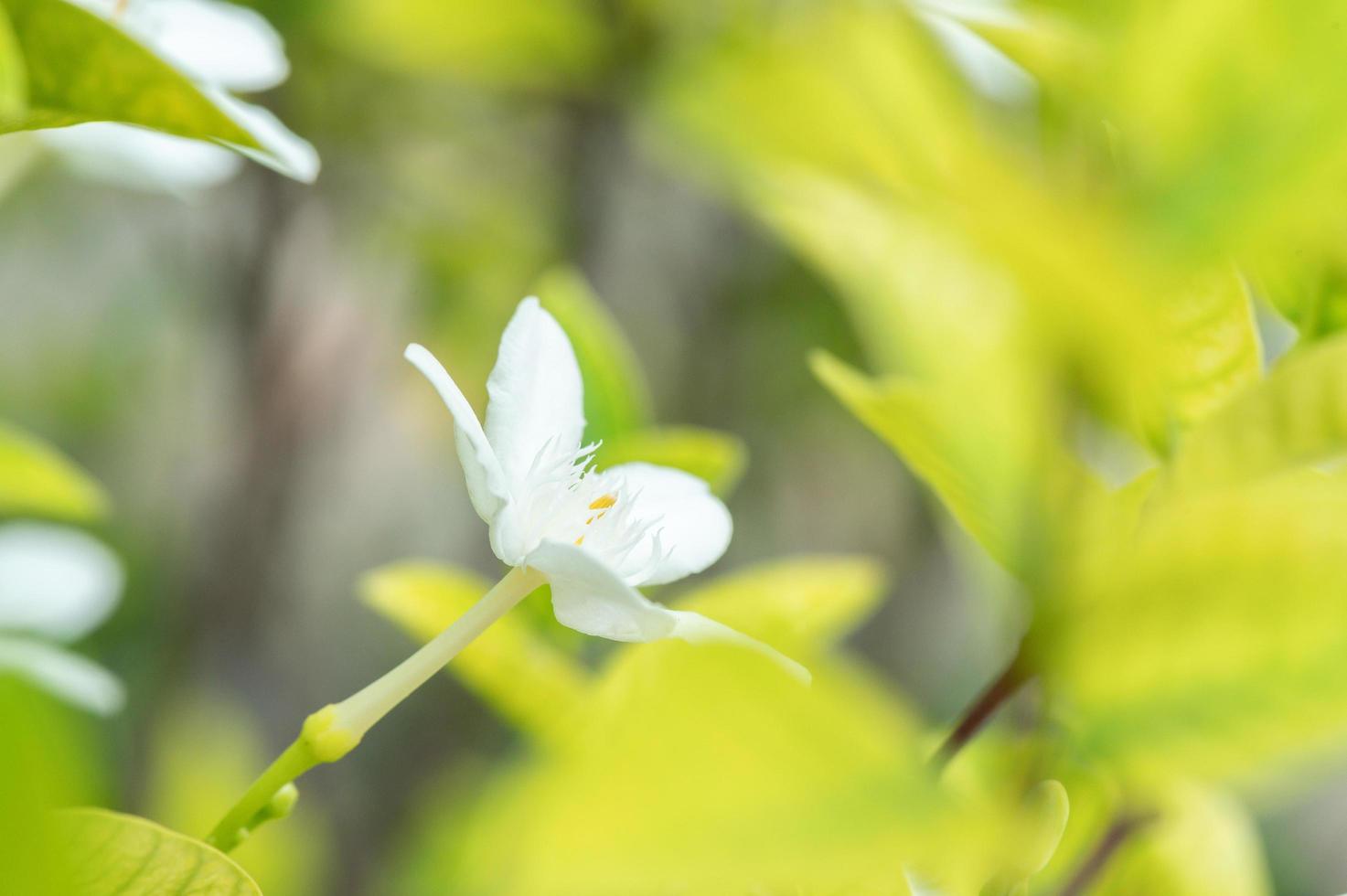 vit blomma i trädgården foto