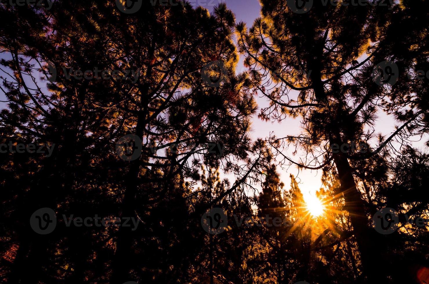 naturskön skog se foto