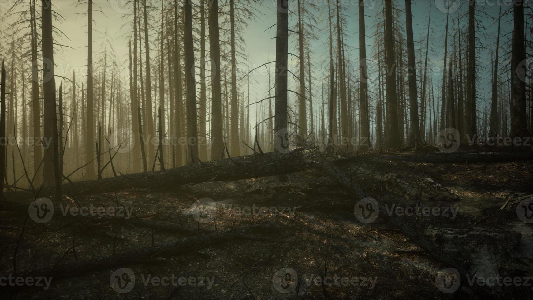 bränt träd efter löpeld med förorening och en massa av rök foto