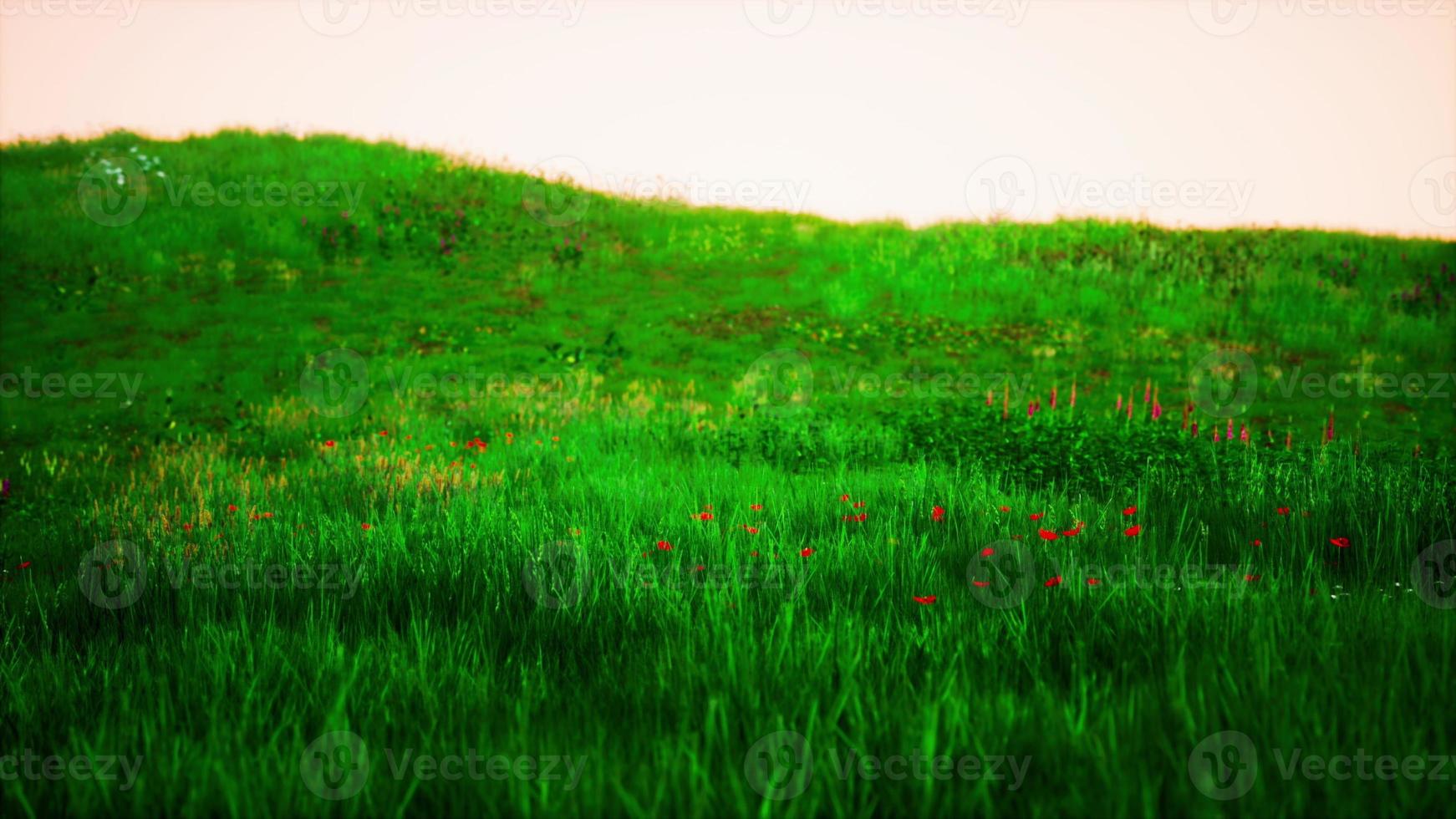 landskap se av grön gräs på backe foto