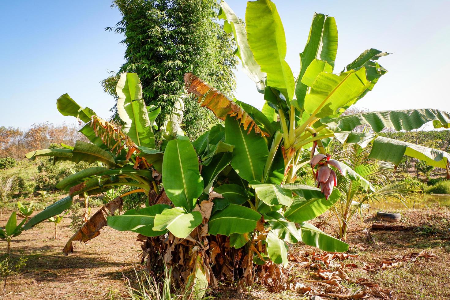 banan träd i de sommar, rå banan blomma - grön banan frukt i de trädgård foto