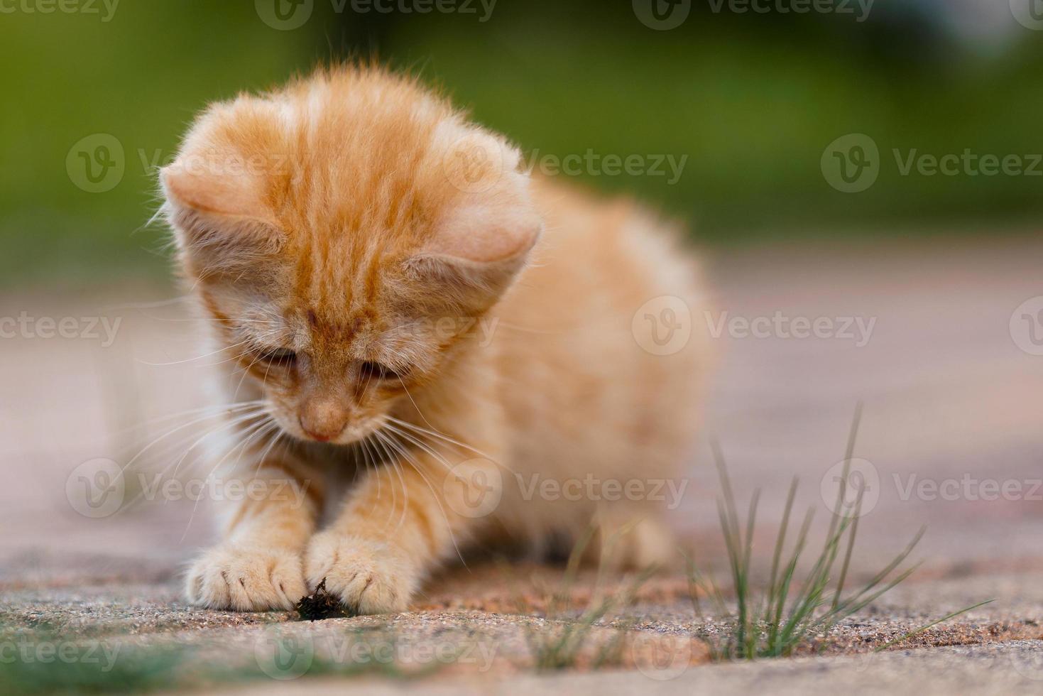 söt liten röd kattunge spelar utomhus. porträtt av en röd kattunge i de trädgård. tabby rolig röd kattunge med grön ögon och med stor öron. djur- bebis tema foto