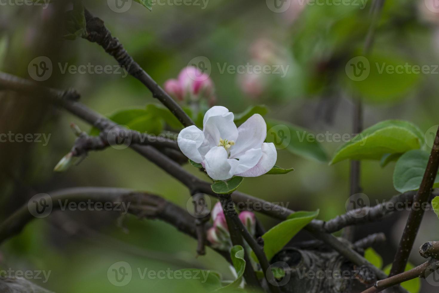 en blomning äpple träd på en suddigt naturlig bakgrund. selektiv fokus. foto