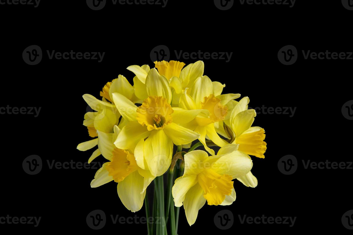 bukett av ljus gul påskliljor på en svart bakgrund foto