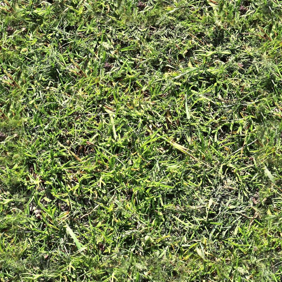 Foto realistisk sömlös gräs textur i anställer med Mer än 6 megapixel i storlek