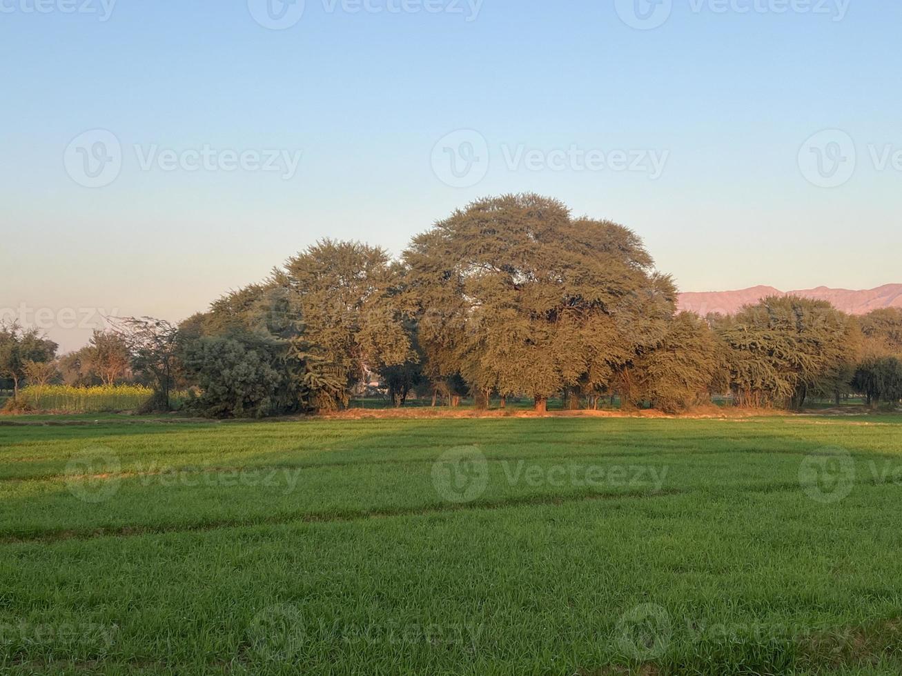 bergen och träd på en landa foto