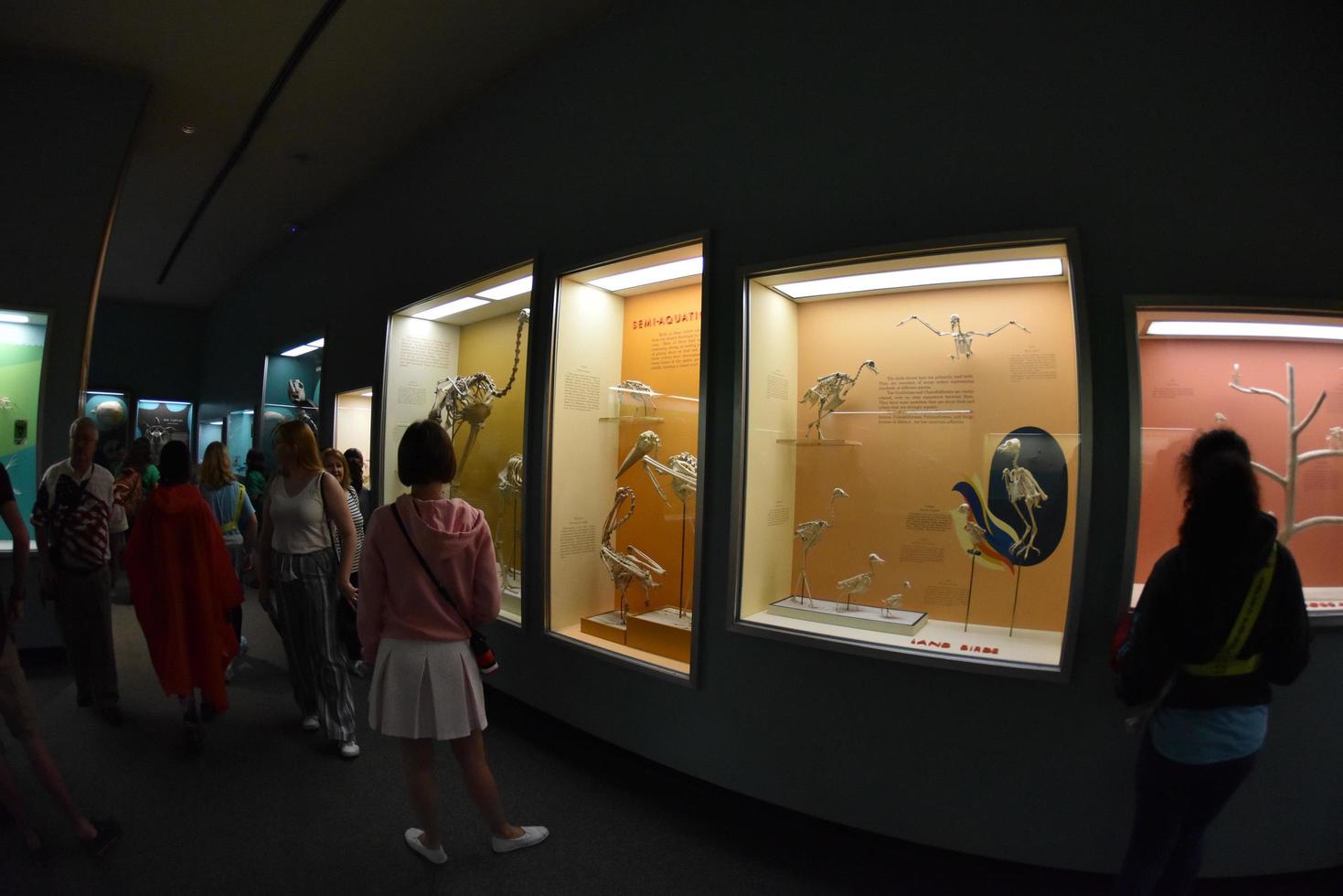 Washington dc, USA - Maj 17 2018 - naturlig historia museum full av besökare foto