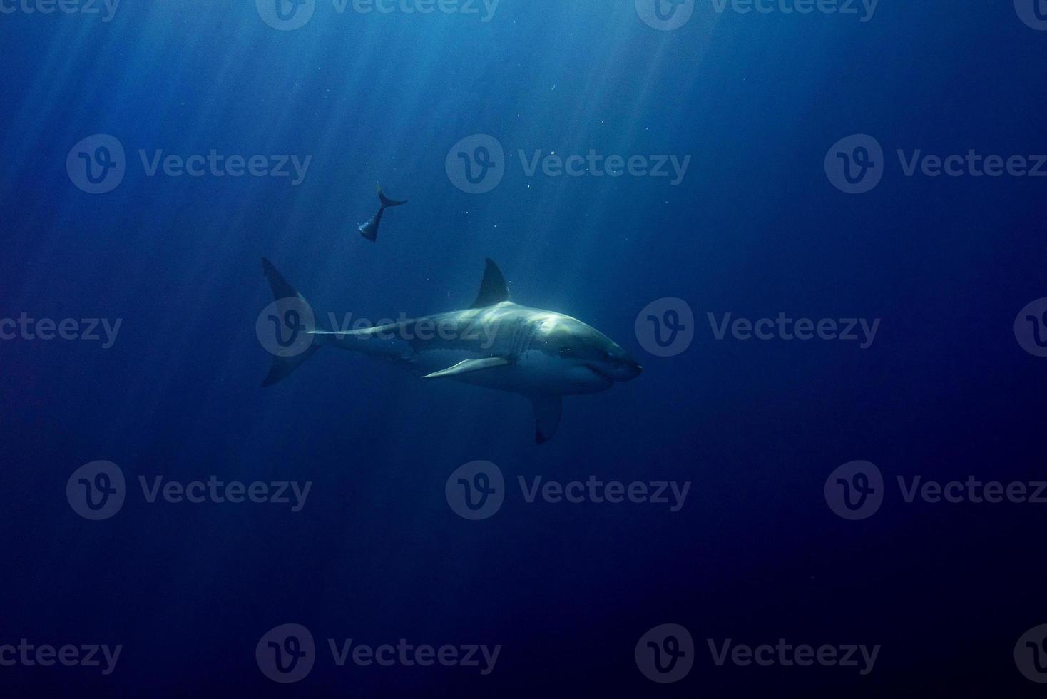 bra vit haj redo till ge sig på från djup blå foto
