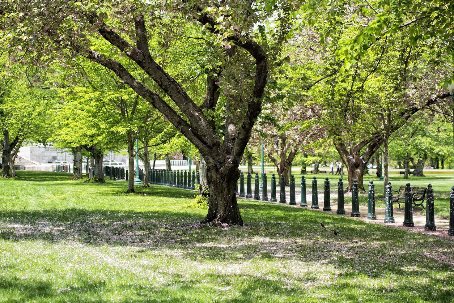 körsbär blomma i Washington foto