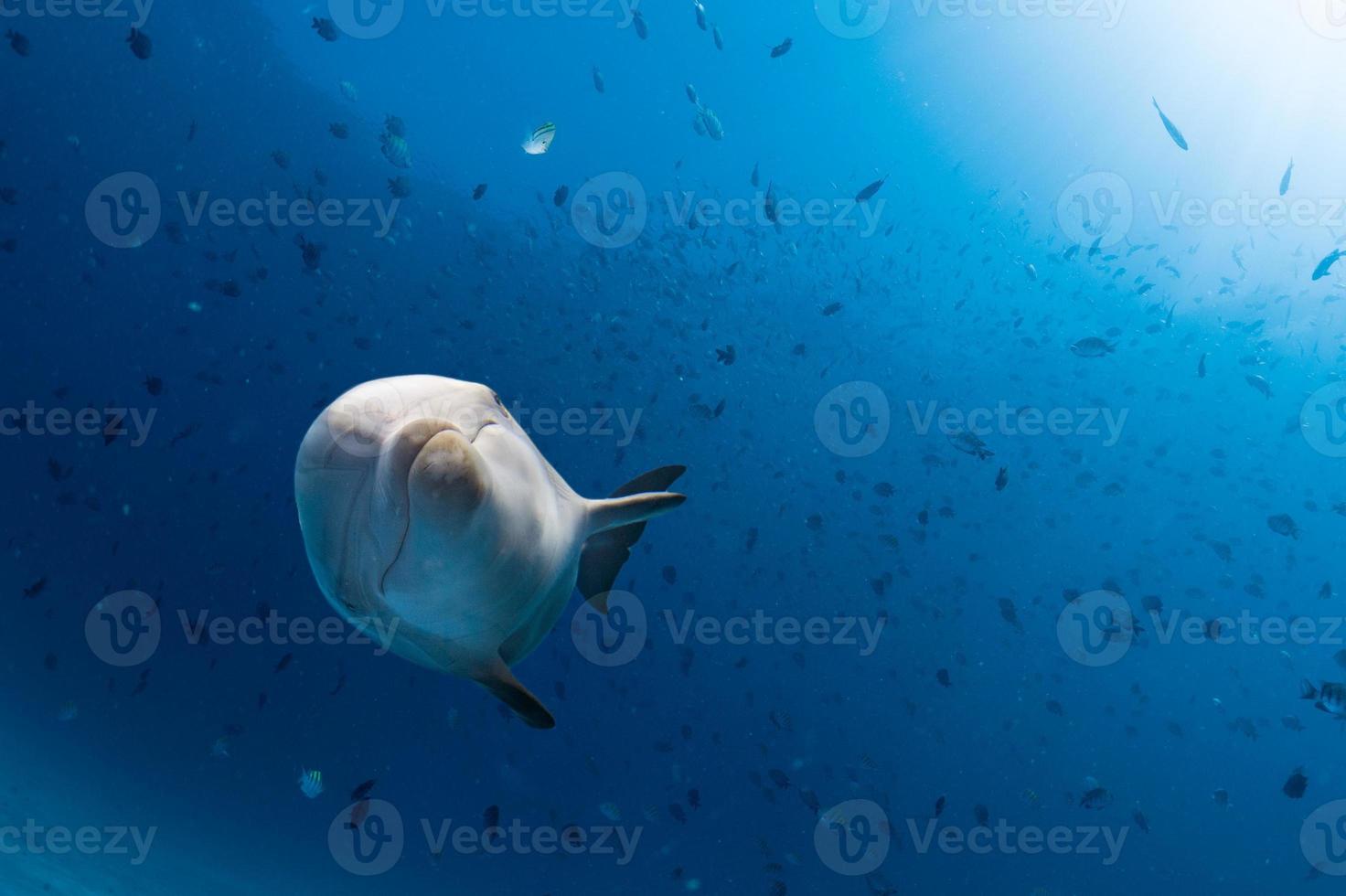 delfin under vattnet på hav bakgrund foto
