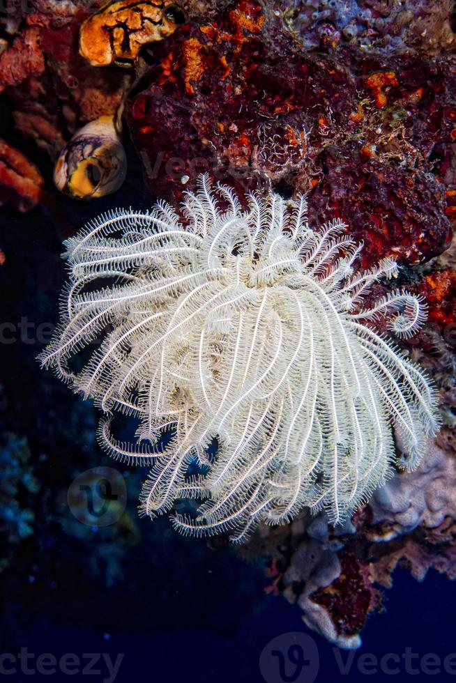 hård korall makro detalj medan dykning i indonesien foto