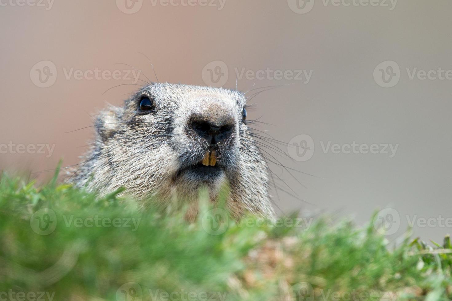 marken hog marmot porträtt när du tittar på dig foto